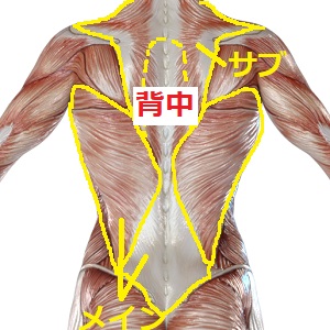 背中の筋肉